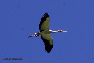 Cigüeña Americana (en vuelo) - Cinonia maguari 3 - San Pedro