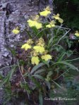 Flor de pajarito - Oncidium bifolium